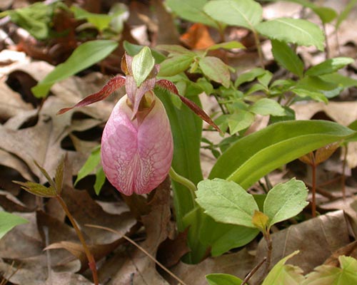 Pink ladies slipper